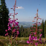 Steinerne Meer